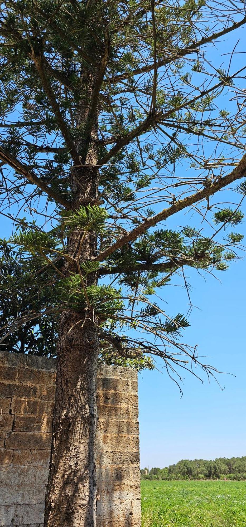 Masseria Vivi Il Salento Santa Caterina  المظهر الخارجي الصورة